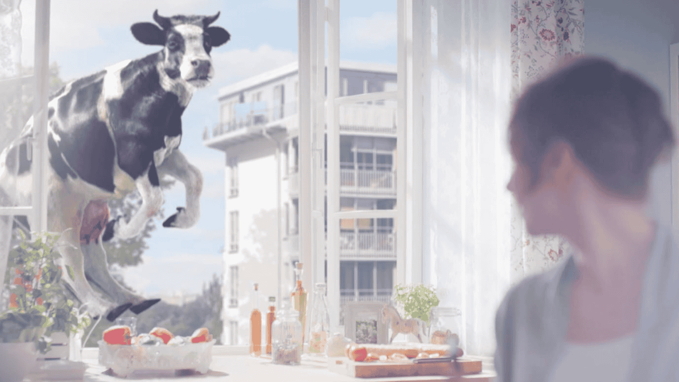 Łaciate Cow
