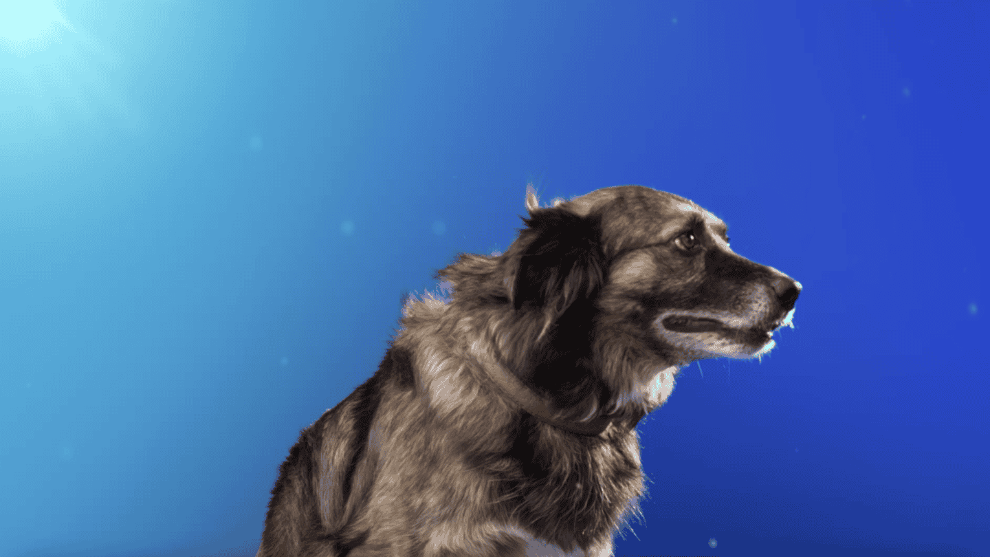 LYSOL Dog